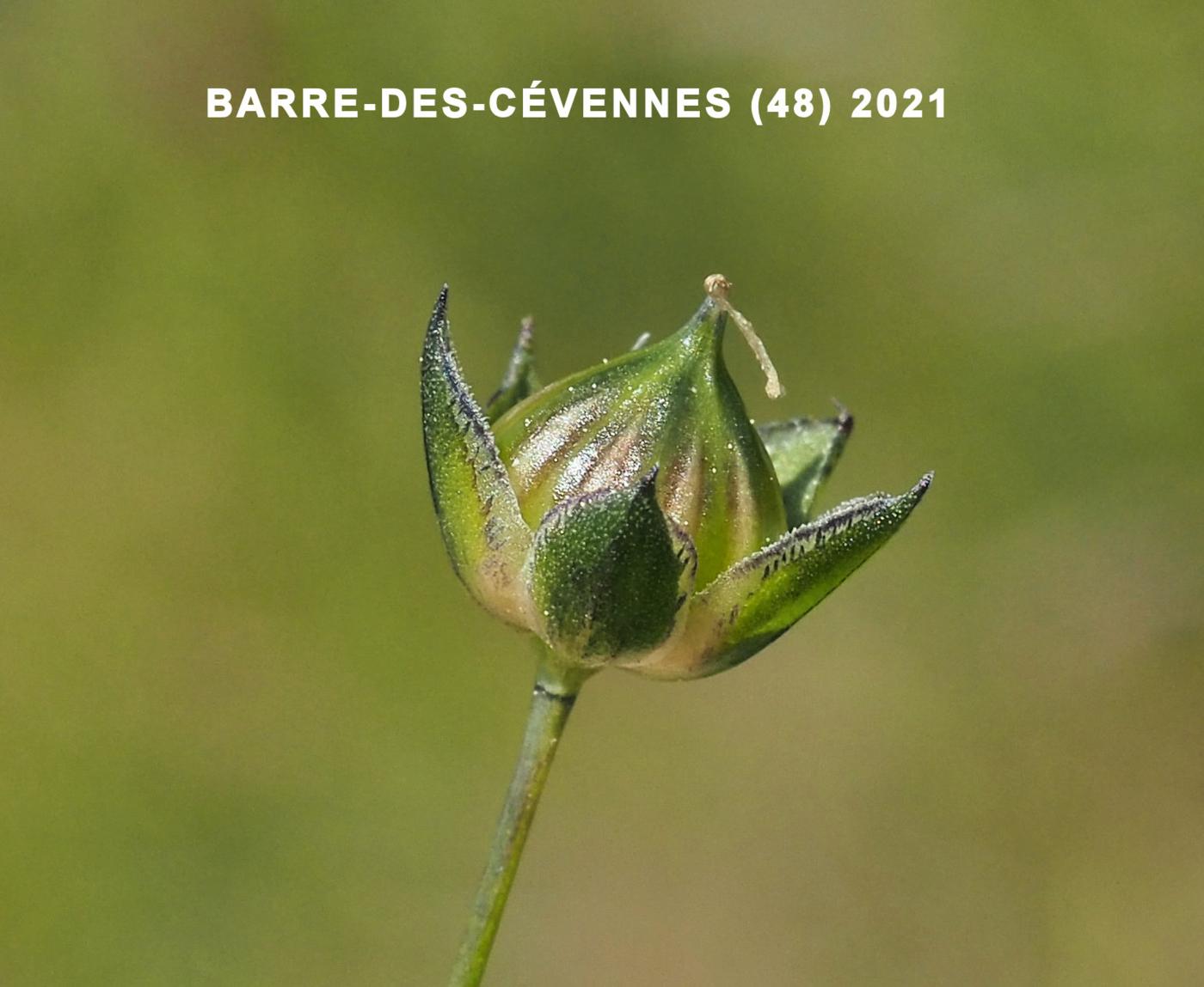 Flax, Pale fruit